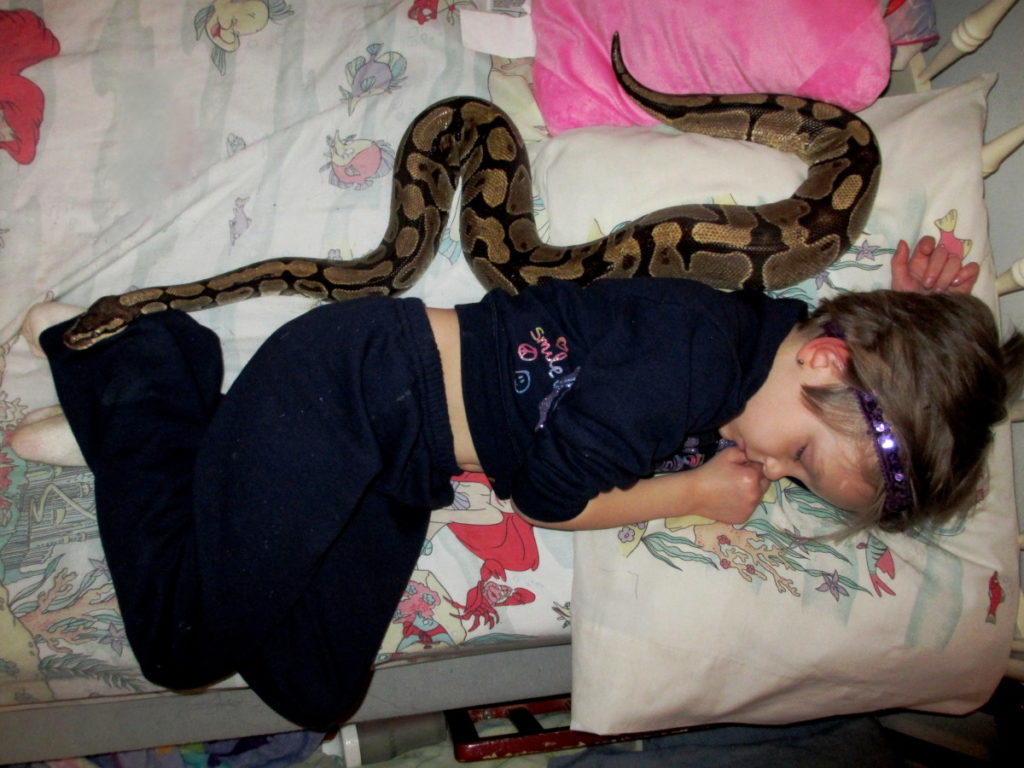 Snake Myths: Snakes stretch out next to you to size you up as a meal