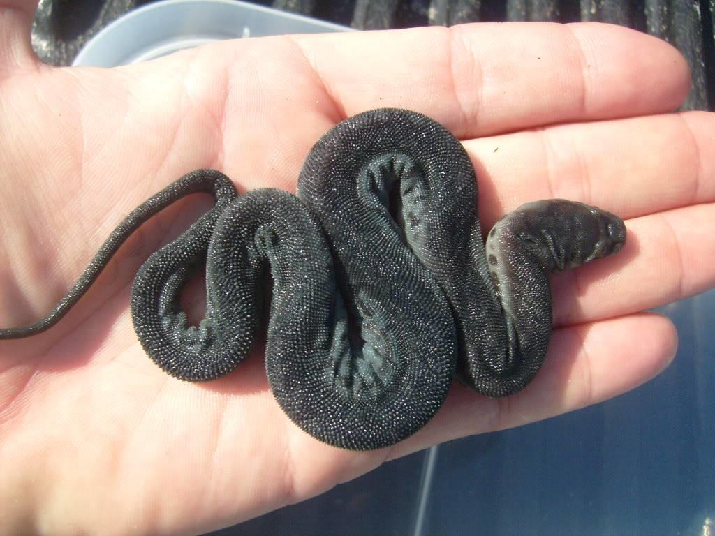 Adorable Weirdos Part 2: Elephant Trunk Snake : For Pete's Snakes!